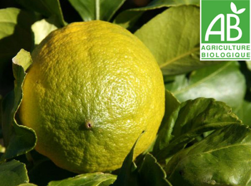 Mon Petit Producteur - Citron Jaune Andalou Vendu Par 2
