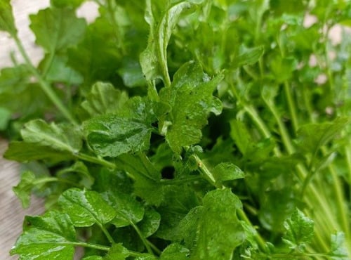 Rébecca les Jolies Fleurs - La Cardamine: aromatique d'hiver