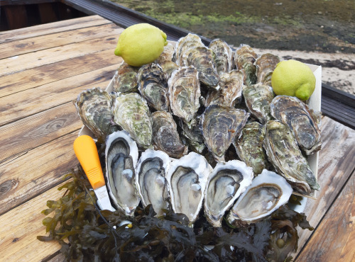 Huitres Damerose - Huitres naturelles de la Ria d'Etel n°2 - 5 kg