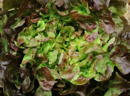 Maréchal Fraicheur - Salade feuille de chêne brune