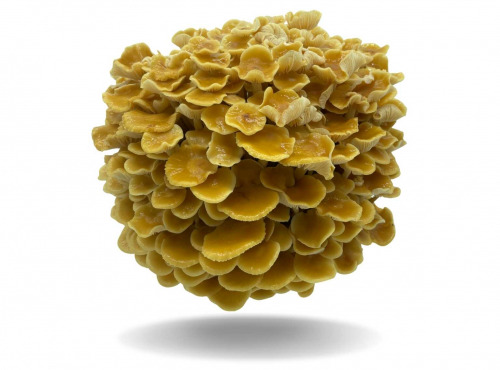 Naturélium - Le golden enoki 1,5kg