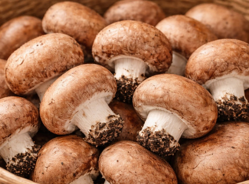 Naturélium - Champignon de Paris brun