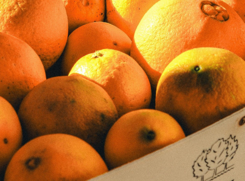 Jardins de la Testa - Orange de Corse - 400kg