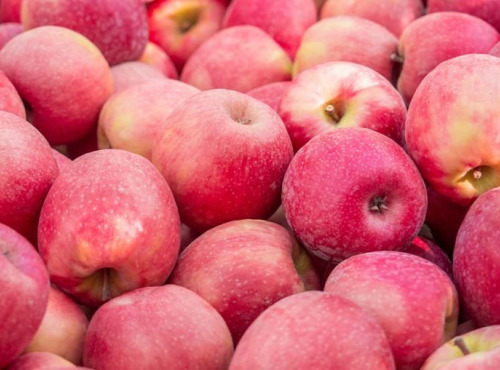 Nature et Saveurs - Ferme Aquaponique et Permacole Astérienne - Pomme Pink Lady — Croquant précis et fraîcheur longue