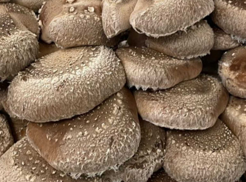 Naturélium - Le shiitake 500g