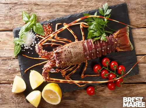 Brest Marée - Langoustes Royales cuites - pièce de 1kg