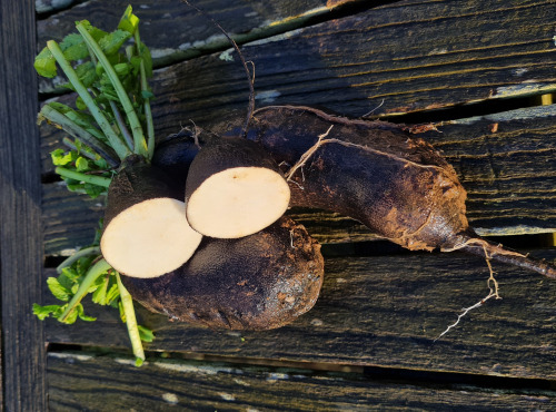 La Ferme de Goas Per - Radis noir bio - 500gr