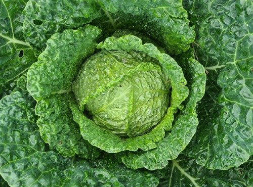 La Ferme de Goas Per - Chou vert bio - 3 pièces