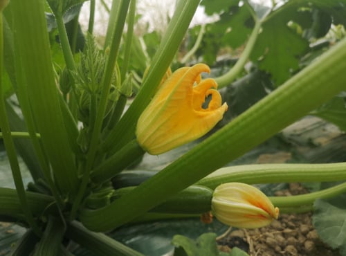 La Boite à Herbes - Fleur De Courgette Bio Lots De 4