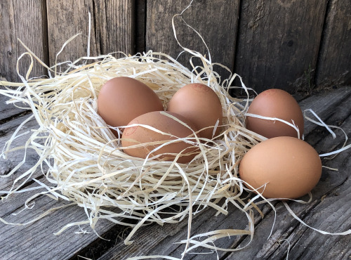 La Boite à Herbes - LES OEUFS BIO FRAIS DES POULES LIBRES  D'EMMA  DE MAILLANE