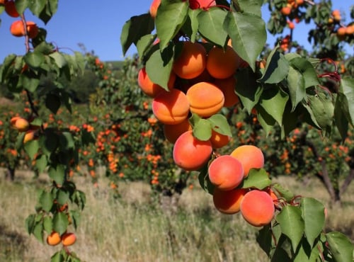 Gobert, l'abricot de 4 générations - [Précommande] ABRICOTS BERGERON 6KG
