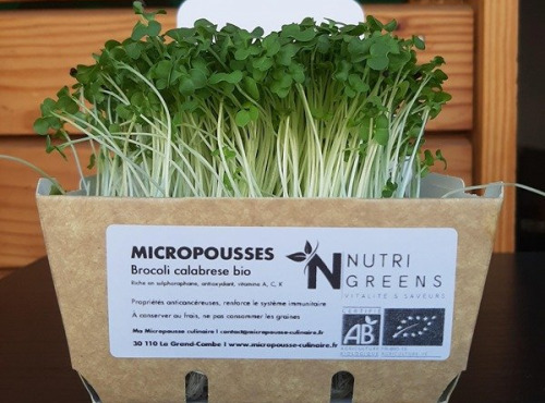 Ma Micropousse culinaire - Micro pousses de brocoli Calabrese Bio 4 barquettes