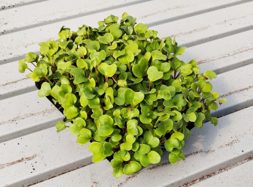 Nature et Saveurs - Ferme Aquaponique et Permacole Astérienne - Micro Pousses de Radis Sangria 300g