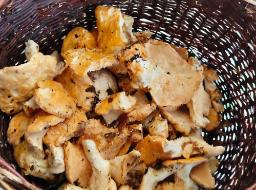 Rébecca les Jolies Fleurs - Champignons séchés : Pied de mouton