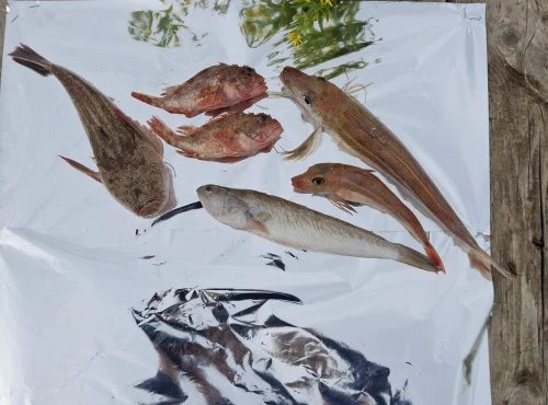 Camargue Coquillages - Poissons Bouillabaisse - Soupe