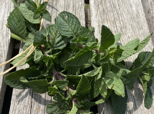 Ferme Sinsac - menthe marrocaine