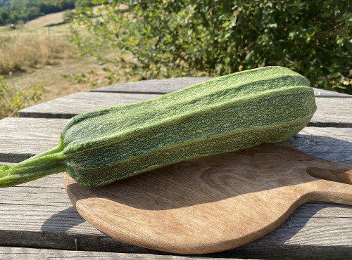 Ferme Sinsac - Courgette verte variété Costata Romanesco 3 kg