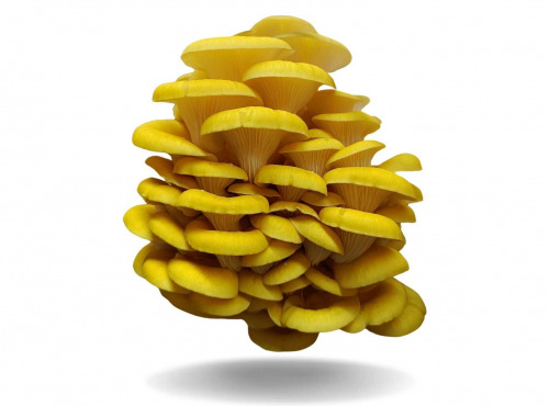 Naturélium - Le pleurote jaune 1,5kg