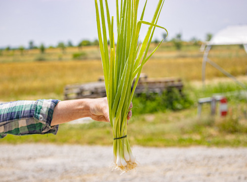ChâteauFer - Oignon ciboule botte 200g