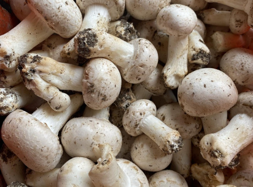 Des Poules et des Vignes à Bourgueil - Champignons Blanc ( cave naturelle)