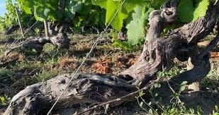 Des Poules et des Vignes à Bourgueil - Ceps de vignes