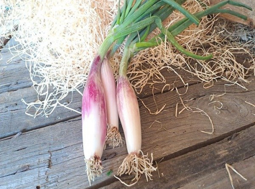Les Jardins de Gérard - Oignon doux Simiane Bio - Botte de 300 g