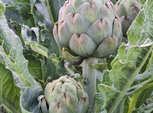 LES VERGERS DE BRAVONE - ARTICHAUT BIO 5KG