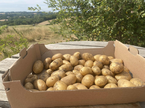 Ferme Sinsac - pomme de terre grenailles en vrac 5 kg