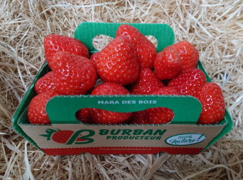 La Fraise de La Baule - Fraise Mara Des Bois Burban Producteur