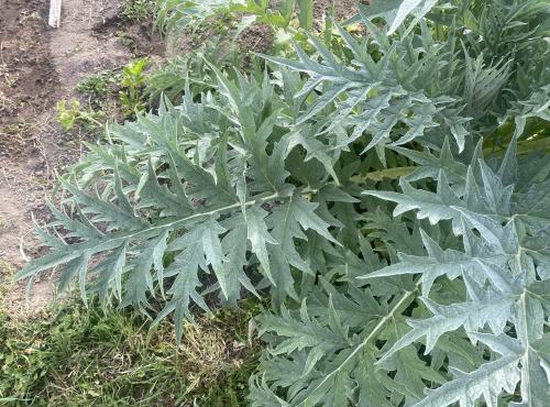 Des Poules et des Vignes à Bourgueil - Feuille d’artichaut