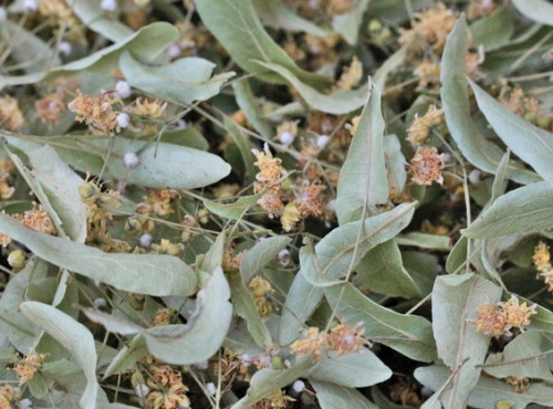 Les Jardins du Mas de Greil - Tilleul, Fleurs-bractées Séchées