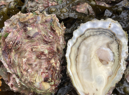 Ets Berder - Huîtres de Pen Al Lann - La "00"