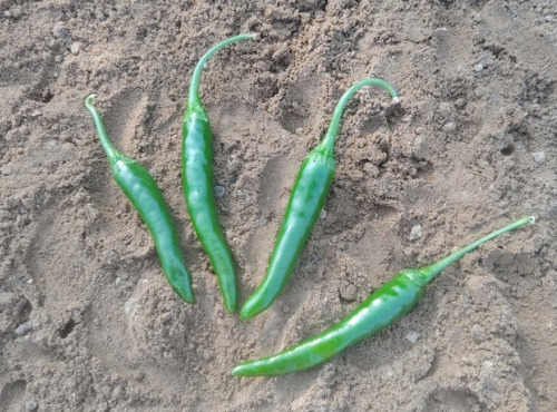 HERBA HUMANA - Piment Jwala - 34g