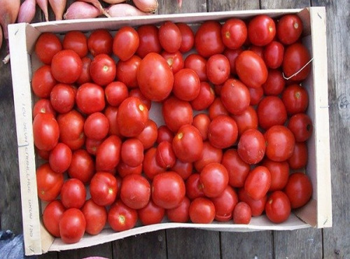 HERBA HUMANA - Tomates à coulis 5kg