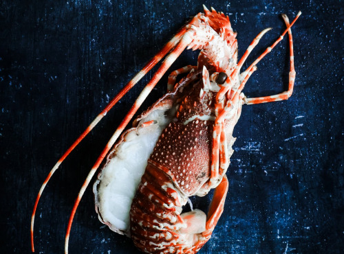 La Maison du Homard - Langouste rose mi-cuite en carapace coupée en 2