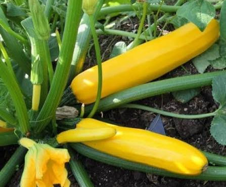 Des Poules et des Vignes à Bourgueil - Courgettes jaunes