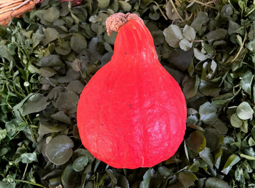 Cressonnière de Montmirault - Potimarron