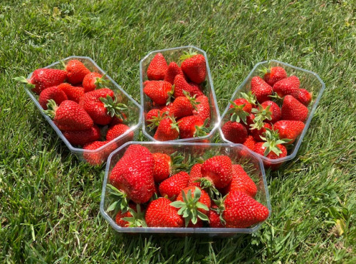 La Brouette d'Alexis - Fraise pleine terre - 2 kg