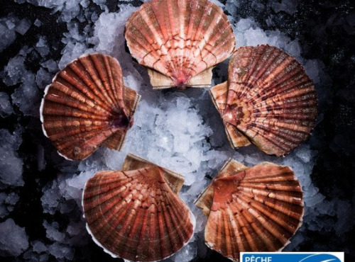 Luximer - Coquilles Saint-Jacques de PLONGÉE - 4 kg
