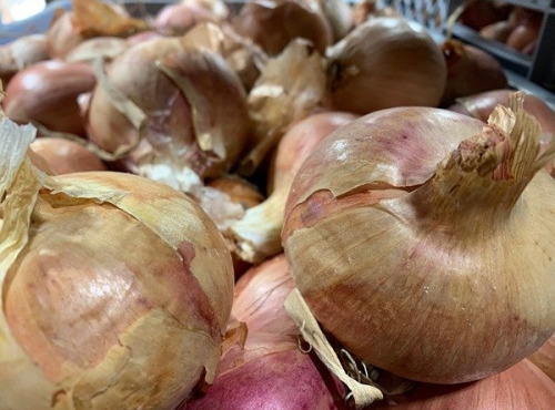 ChâteauFer - Oignon frais en botte 500g