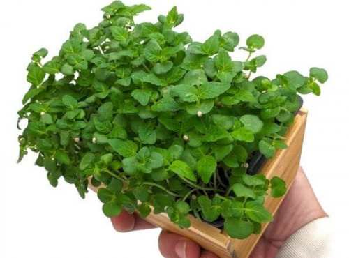 Horssol - Ferme urbaine - Micro-pousse de Shiso vert x4 barquettes
