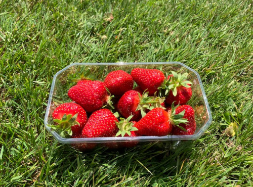 La Brouette d'Alexis - Fraise pleine terre - 500 grs