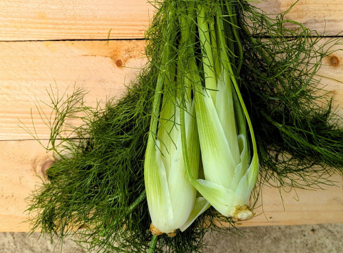 Nature et Saveurs - Ferme Aquaponique et Permacole Astérienne - Fenouil vrac sans fanes - 1kg