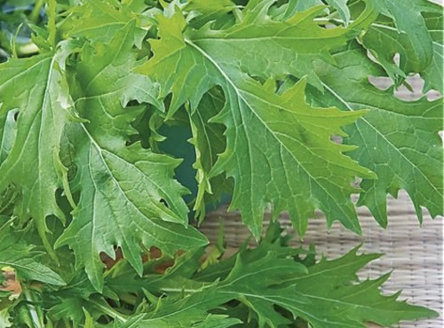 Ferme Sinsac - Mizuna bouquet de 100 grs