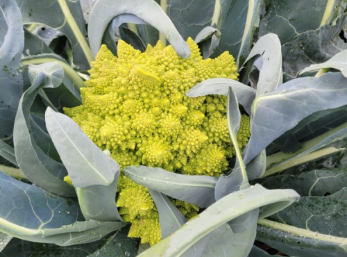 Le Pré de la Rivière - Chou romanesco Bio - Origine France