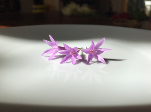 Le Jardin des Antipodes - Fleurs De Tulbaghia