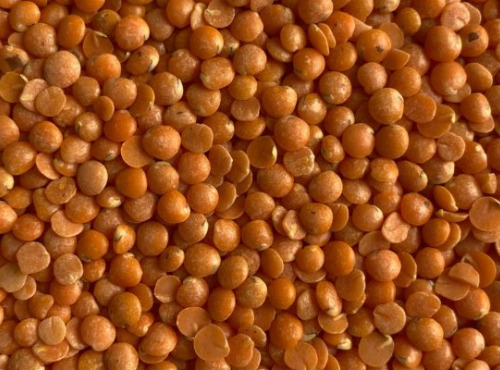 BERRY GRAINES - Lentilles corail BIO origine France - sachet 500g x10