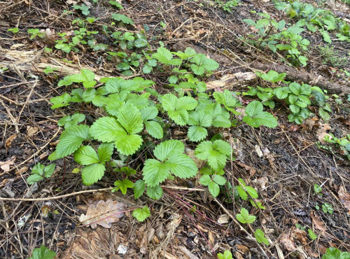 Des Poules et des Vignes à Bourgueil - 10 plants de fraises des bois