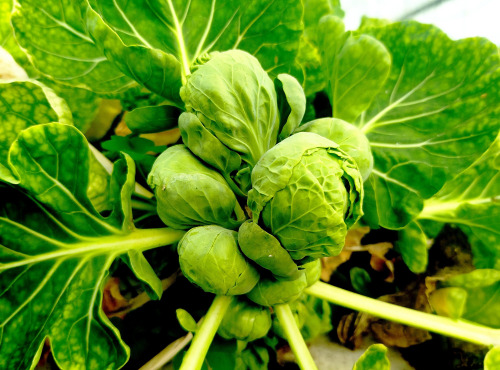 Nature et Saveurs - Ferme Aquaponique et Permacole Astérienne - Mini choux Rosette Frivole — petits joyaux végétaux
