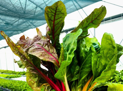 Nature et Saveurs - Ferme Aquaponique et Permacole Astérienne - Blette Mélange - 5 kg